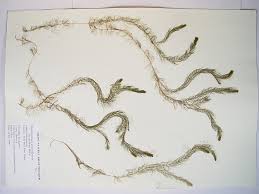 Image result for Haloragaceae