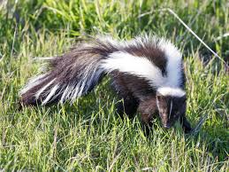 Introduce your pet skunk to its area slowly. Keeping And Caring For Skunks As Pets