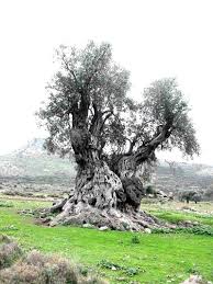 The Ancient Olive Grove Trees To Plant Olive Tree Tree