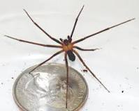 Image result for where is the best treatment for brown recluse bites?