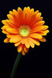Gorgeous Orange Gerbera Flower Flower Pictures Flowers Photography