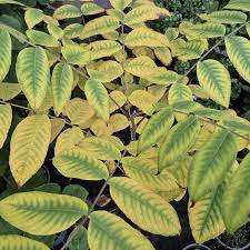 Image result for Juglans