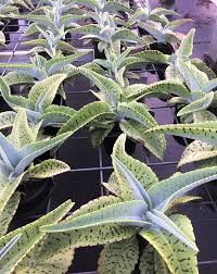 Image result for Kalanchoe gastonis-bonnieri