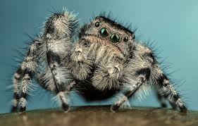 Black and white striped spider. Wallpaper Eyes Macro Pose Background Blue Black And White Legs Spider Hairy Striped Posing Jumper Jumper Spider Sakunik The Hoppy Images For Desktop Section Makro Download