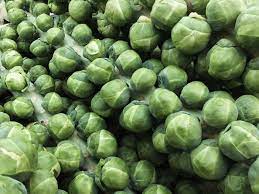 Our comprehensive guide will tell you exactly how to grow brussel sprouts to get the best. Brussels Sprouts University Of Maryland Extension