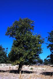 Image result for Schrebera trichoclada