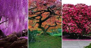 In 2001 it was placed on a unesco tentative list of world heritage sites. 12 Of The Most Beautiful Trees Around The World