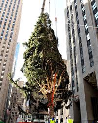 Christmas tree shops locations in the united states. Rockefeller Center Christmas Tree Appears To Be Balding