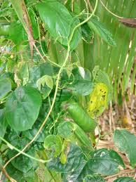 Image result for Canavalia cathartica