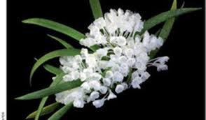 Image result for Podangis