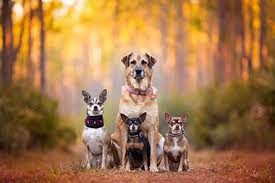 Maybe you would like to learn more about one of these? Animal Rescue Shelters And Adoption Information In New Hampshire