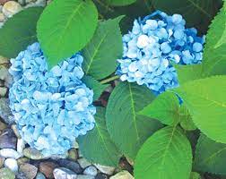 Be sure to keep the flowers out of your cat's reach even when drying them. Are Hydrangeas Poisonous To Cats And Dogs The Suffield Observer