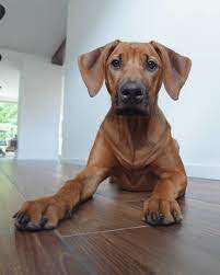 70 Likes 2 Comments Tripp The Ridgeback Puppy Tripp In The City On Instagram Wait Did S Rhodesian Ridgeback Puppies Lion Dog Rhodesian Ridgeback Dog