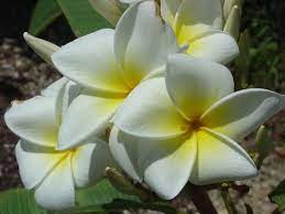 Samoan Fluff Plumeria Plumeria Sweet Fragrances Growing Tree