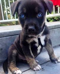 Check spelling or type a new query. 16 Cutest Pitbull Mixes Dog Breeds Puppies Club