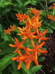 Image result for Stathmostelma