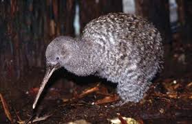 8 Birds That Can T Fly Kiwi Bird Australia Animals Pet Birds