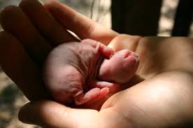 Newborn Baby Rabbits Boy They Re Ugly Everything Rabbit
