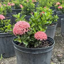 Image result for Ixora praetermissa