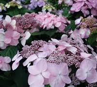 Blooms in spring and reblooms summer to fall. Search Buy Plants Online Togogarden