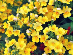 These flowers come in shades of whites and pinks and usually grace your garden after rain showers. What Is Nemesia Learn About Nemesia Growing Conditions