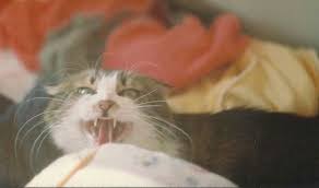 Basak Kutlar My Crazy Cat Minti