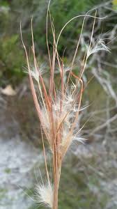 Image result for Andropogon eucomus