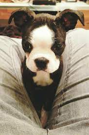 Pin On Boston Terriers