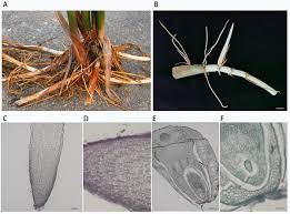 Image result for Oryza longistaminata