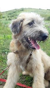 Race romanian animal care europe, prejmer, brasov. Kayton Specialdogs E V