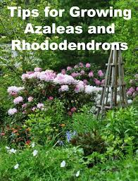 How To Grow Azaleas And Rhododendrons Azaleas Plants Garden Shrubs