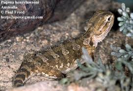 Image result for Pogonarthria