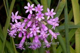 Image result for Tulbaghia fragrans