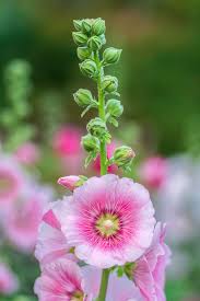 Mums provide nourishment for them in the fall. Everything You Can Do To Attract Honey Bees Into Your Garden And Halt Their Decline In The Uk Bee Friendly Plants Bee Friendly Garden Plants Uk