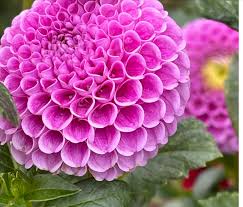 Image result for Stolzia