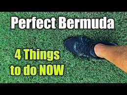 Youtube Bermuda Grass Bermuda Grass Care Bermuda Grass Seed