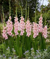 Image result for Gladiolus melleri