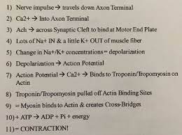 Steps Of Muscle Contraction Muscle Muscle Contraction Free Education