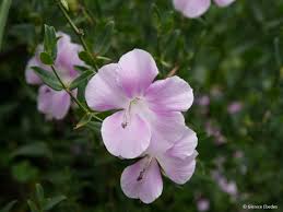 Image result for Barleria holubii
