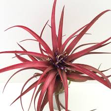 Image result for Brachychloa