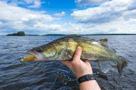 Check spelling or type a new query. Best Walleye Ice Fishing Lures Review Byuer S Guide