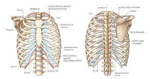 If you break a rib, you most likely will feel the bones rubbing together, which is a painful sensation. Pin On Rib Pain