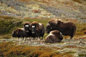 Norway is the land of contrast! Musk Ox Safari Activities Oppdal