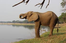 Mana Pools Zimbabwe One Of Africa S Many Treasures Africa Elephant Travel Inspiration