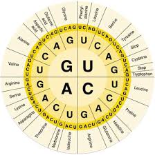 week 26 dna replication and protein synthesis mrbordens