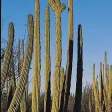 All it involves is taking the pollen from one cactus and rubbing it on the female reproductive organs of another. Pdf Pollination Of Cacti In The Sonoran Desert