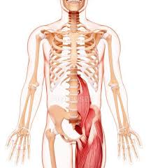 Select a human anatomy system to begin. Leg And Lower Body Musculature Human Body Anatomical Stock Photo 160289890