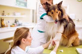 Tumors that develop within the liver may be either benign (noncancerous) or malignant (cancerous). Pin On Dogs Dogs And More Dogs