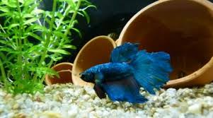Quels Poissons Avec Un Combattant