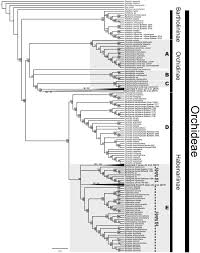 Image result for Platycoryne mediocris
